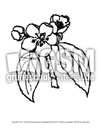 Ausmalbilder-Apfel-B 2.pdf